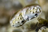 Close-up poster print of a mantis shrimp by Bruce Shafer