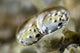 Close-up poster print of a mantis shrimp by Bruce Shafer