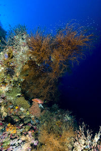 Reef Scene in New Ireland, Papua New Guinea Poster Print by Bruce Shafer