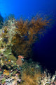 Reef Scene in New Ireland, Papua New Guinea Poster Print by Bruce Shafer