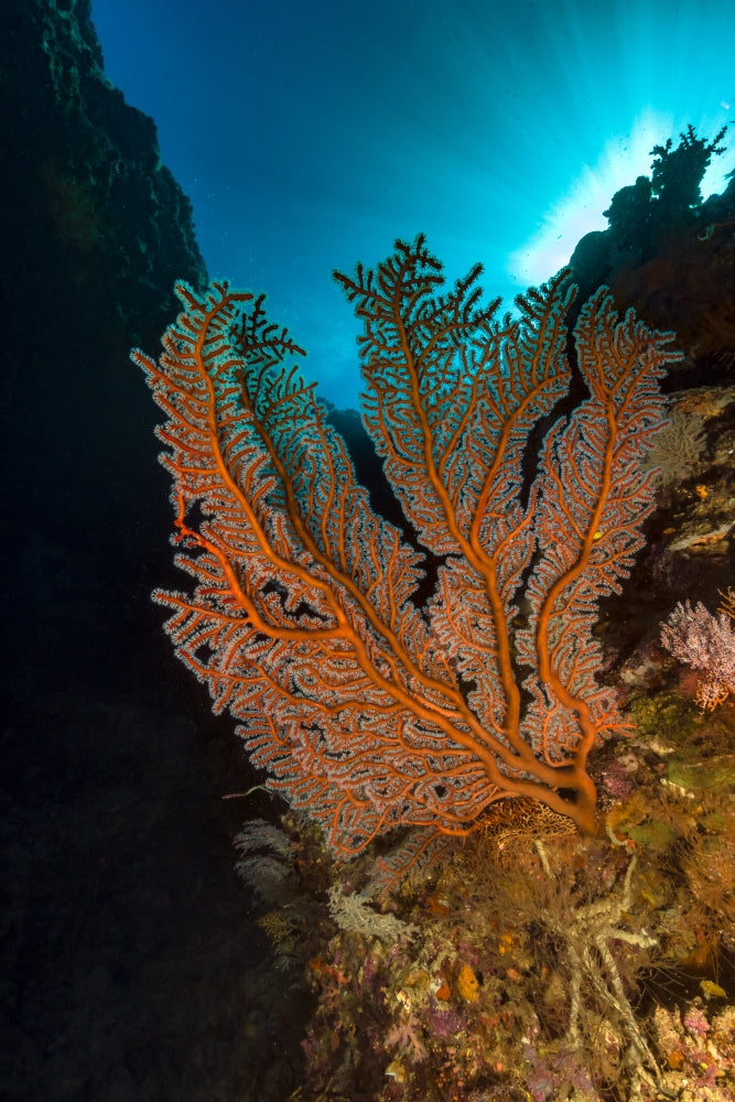 Gorgonian Sea Fan Poster Print by Bruce Shafer, showcasing ocean beauty.