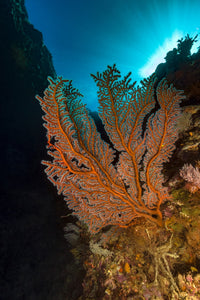 Gorgonian Sea Fan Poster Print by Bruce Shafer, showcasing ocean beauty.