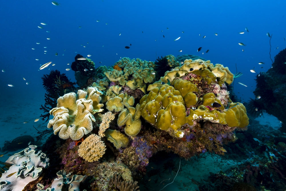 Reefscape in New Ireland, Papua New Guinea poster print by Bruce Shafer