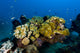 Reefscape in New Ireland, Papua New Guinea poster print by Bruce Shafer