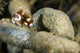 Juvenile Many-Spotted Sweetlip Fish Poster Print by Bruce Shafer | Stocktrek Images