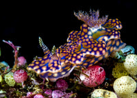 Netted Miamira Nudibranch poster print by Bruce Shafer showcasing vibrant colors and details.