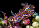 Netted Miamira Nudibranch poster print by Bruce Shafer showcasing vibrant colors and details.