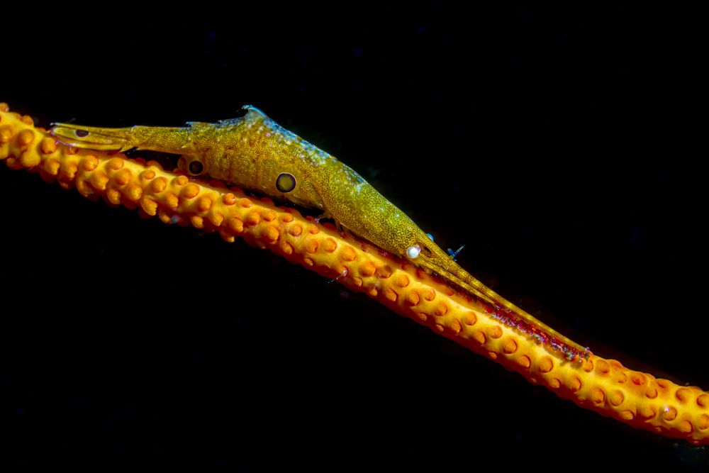 Tozeuma shrimp on a gorgonian rod poster print by Bruce Shafer