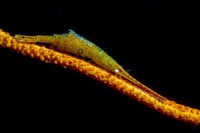 Tozeuma shrimp on a gorgonian rod poster print by Bruce Shafer