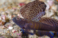 Close-up of a colorful shrimpgoby fish in Anilao, Philippines.