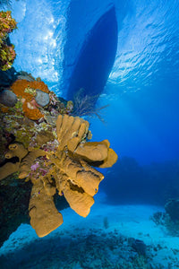 Sea sponges with a dive boat in the background, Little Cayman Island poster print.