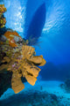 Sea sponges with a dive boat in the background, Little Cayman Island poster print.