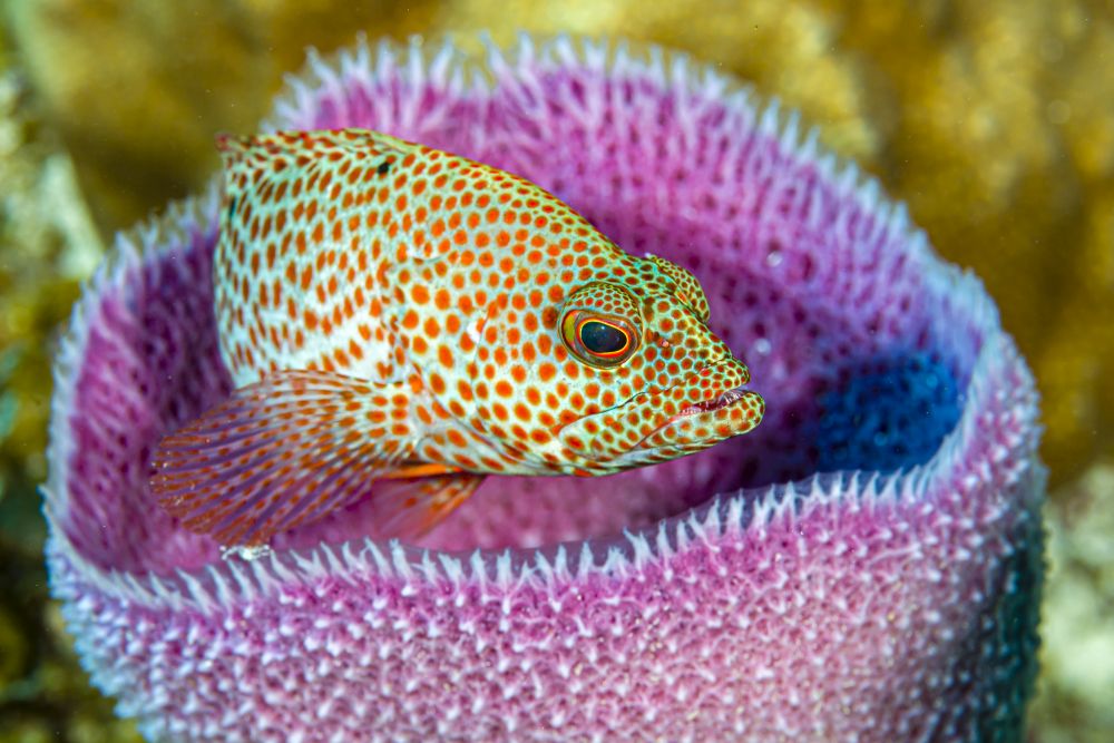 A Young Graysby Fish in Azure Vase Sponge Poster Print by Bruce Shafer