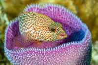 A Young Graysby Fish in Azure Vase Sponge Poster Print by Bruce Shafer