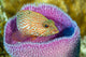 A Young Graysby Fish in Azure Vase Sponge Poster Print by Bruce Shafer