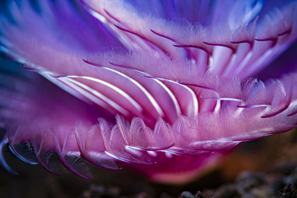 Close-up texture shot of a tube worm poster print by Bruce Shafer.