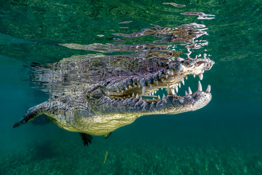 Saltwater Crocodile of Cuba Poster Print by Bruce Shafer