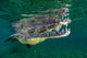 Saltwater Crocodile of Cuba Poster Print by Bruce Shafer