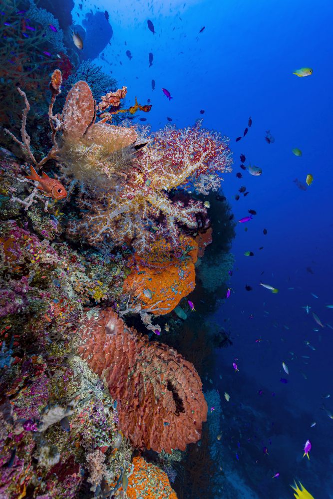 Reef Scene in Papua New Guinea Poster Print by Bruce Shafer