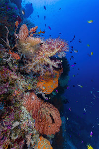 Reef Scene in Papua New Guinea Poster Print by Bruce Shafer
