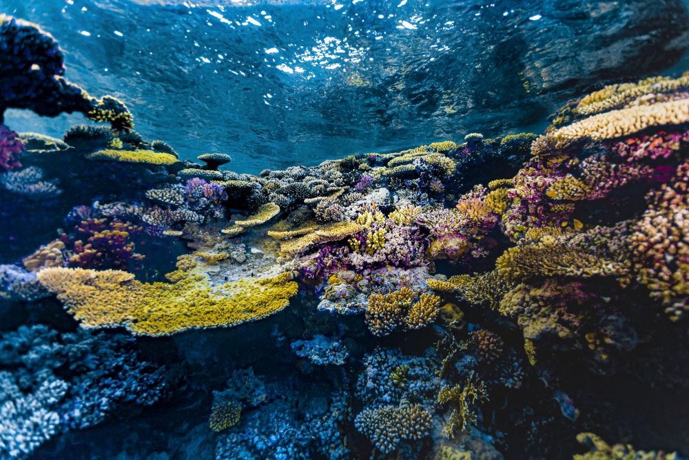 Coral Scene in the Red Sea Poster Print by Bruce Shafer