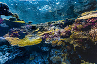 Coral Scene in the Red Sea Poster Print by Bruce Shafer