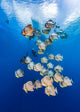 School of Longfin Spadefish underwater poster print featuring diver in Kimbe Bay