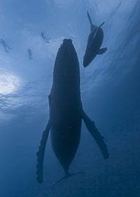 Humpback whale mother and calf swimming with snorkelers poster print by Bruce Shafer.