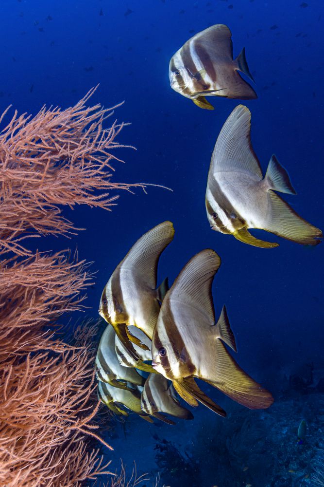 Longfin spadefish swimming in the Maldives poster print by Bruce Shafer.
