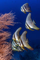 Longfin spadefish swimming in the Maldives poster print by Bruce Shafer.