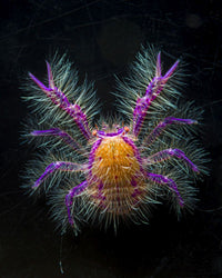 Hairy Squat Lobster poster print by Bruce Shafer, showcasing vibrant marine life.