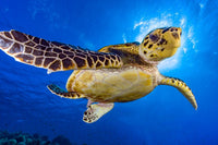 Hawksbill sea turtle swimming in the Red Sea poster print by Bruce Shafer