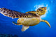 Hawksbill sea turtle swimming in the Red Sea poster print by Bruce Shafer