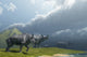 Brontotherium dinosaurs drinking at a lake poster print.
