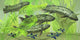 Dipterus Extinct Freshwater Lungfish Poster Print from the Devonian Period