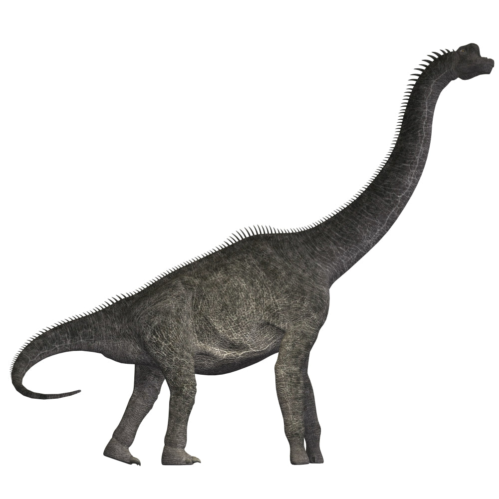 Brachiosaurus Jurassic Period Poster Print showcasing a dinosaur design.