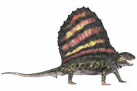 Dimetrodon Carnivorous Reptile Poster Print showcasing a prehistoric creature.
