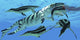 Dolichorhynchops plesiosaurs evading Dakosaurus in Cretaceous seas poster print.