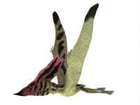 Thalassodromeus pterosaur side view poster print by Corey Ford