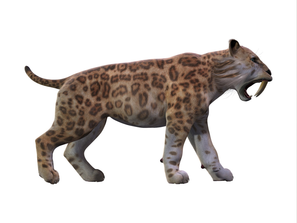 Saber-toothed tiger poster print on white background by Corey Ford.