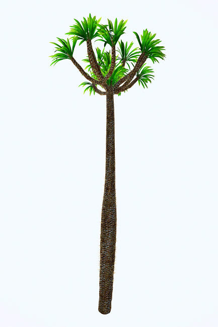 Pachypodium arboreum plant poster print on white background.