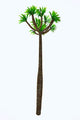 Pachypodium arboreum plant poster print on white background.