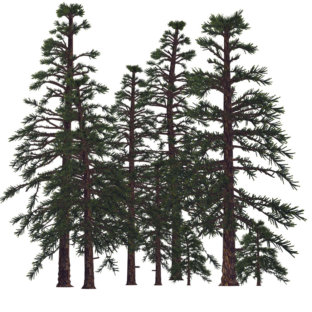 Prehistoric Araucarioxylon Tree Poster Print by Corey Ford showcasing ancient trees