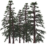 Prehistoric Araucarioxylon Tree Poster Print by Corey Ford showcasing ancient trees