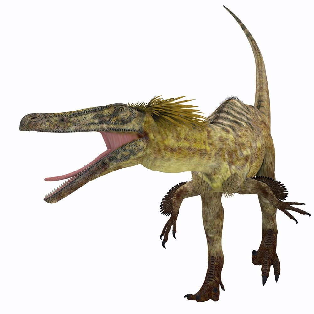 Austroraptor Dinosaur Poster Print in front view by Corey Ford.