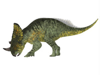 Brachyceratops dinosaur side profile poster print by Corey Ford.