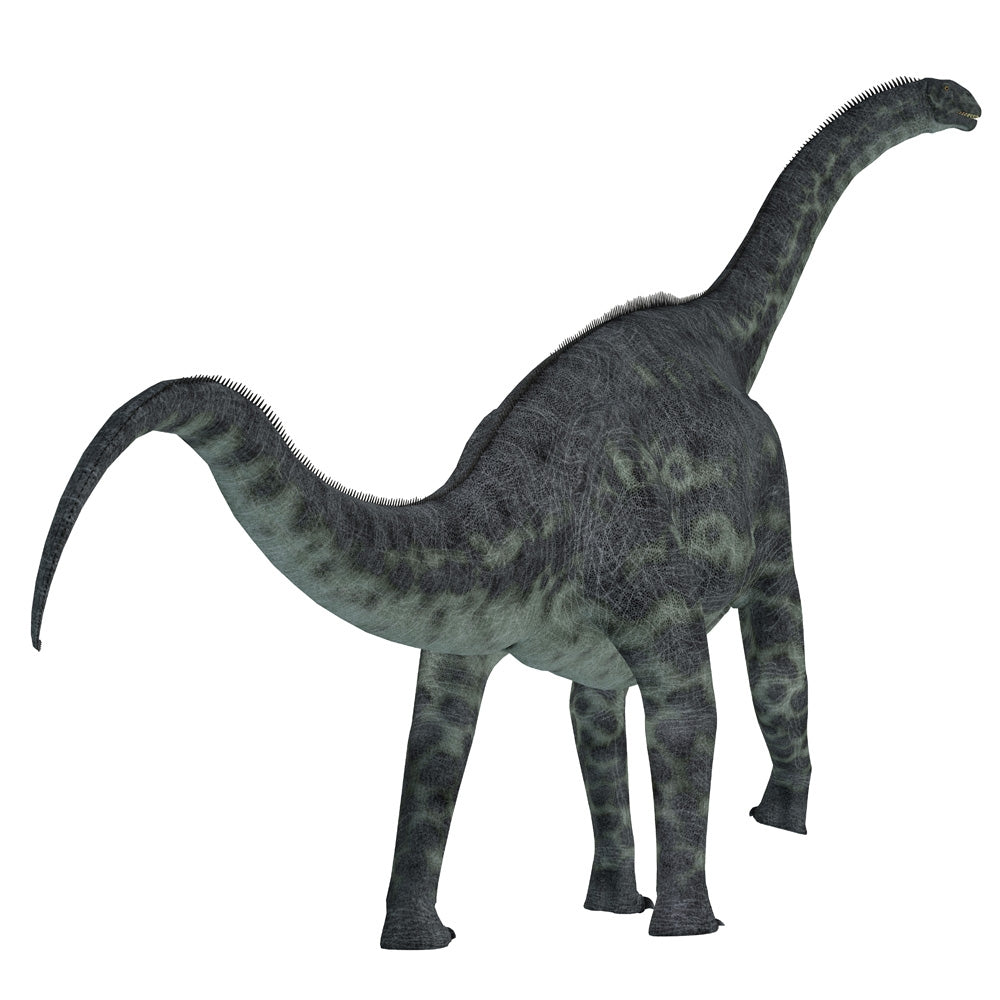Cetiosaurus dinosaur poster print on white background by Corey Ford.