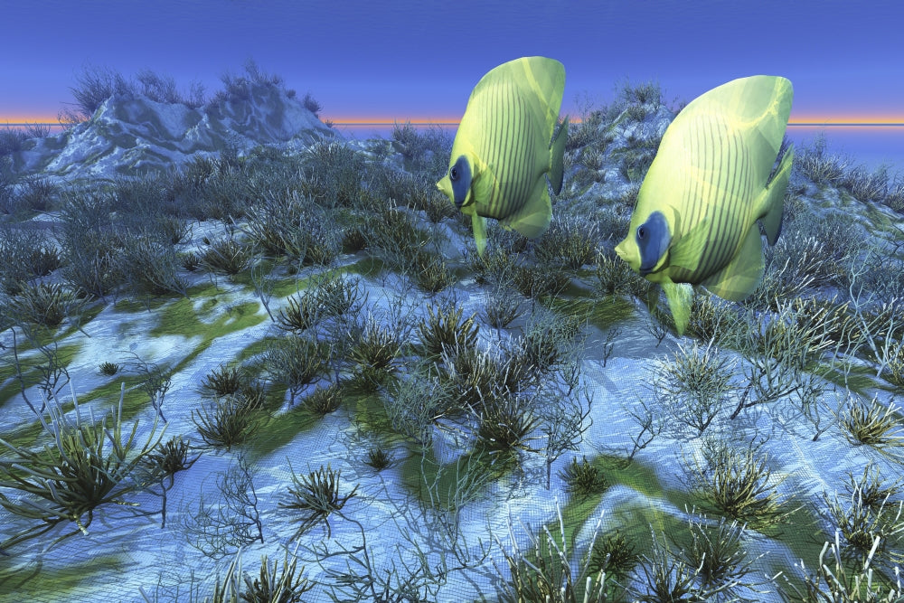 Two Butterflyfish Swimming Over an Ocean Reef Poster Print