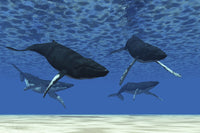 Poster print of humpback whales swimming in ocean shallows