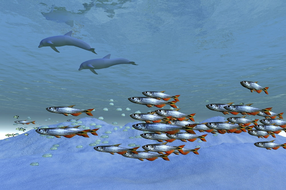 Schools of Fish Swimming in the Blue Ocean Poster Print